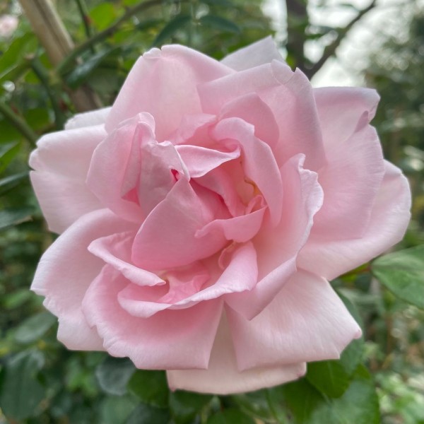 THE NEW DAWN (climber) Garden Roses Pococks Roses The Cornish